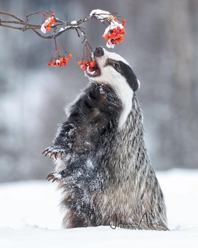 Барсук зимой