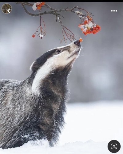 Барсук обыкновенный
