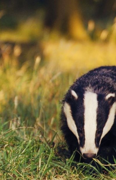 Барсук Хаффлпафф