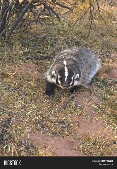 Американский и Европейский барсук