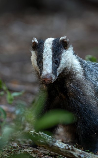 Барсук полосатый