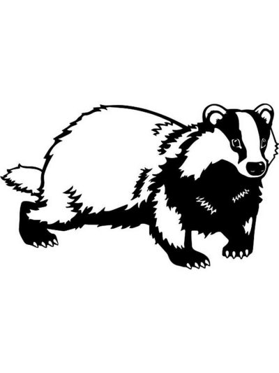 Белый барсук