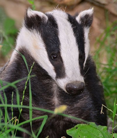 Барсук Meles Meles