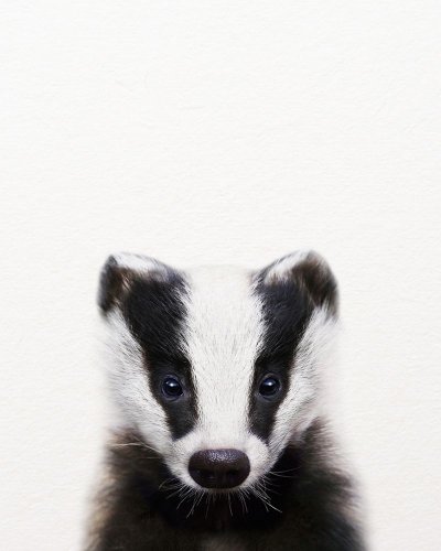 Белый барсук