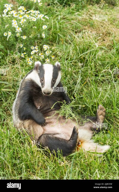 Барсук Meles Meles