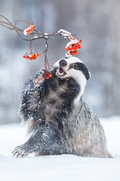 Енот в снегу