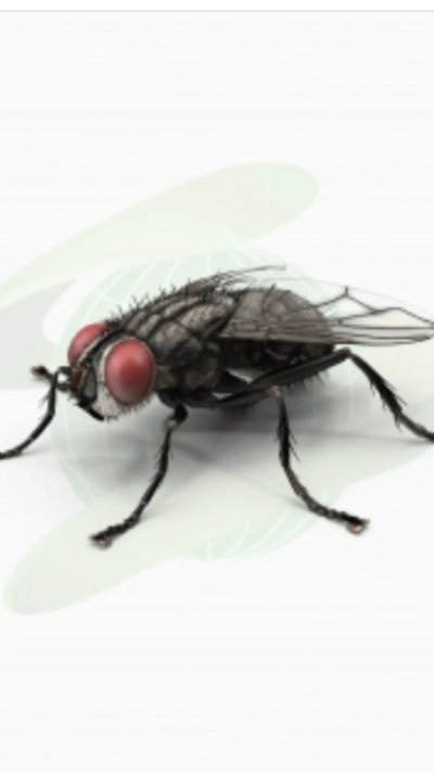 Муха на белом фоне