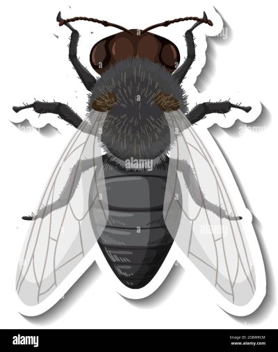 Муха вид сверху