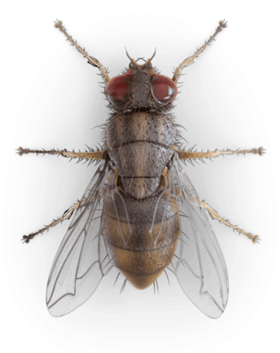 Муха (насекомое)