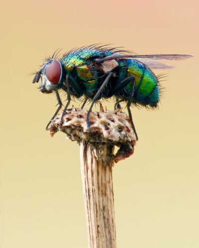 Муха ЦЕЦЕ зеленая