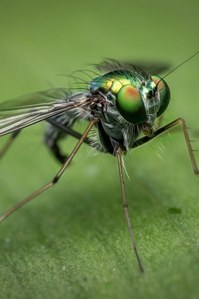 Макросъемка насекомых