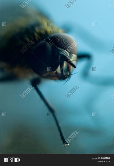 Муха фото крупным планом