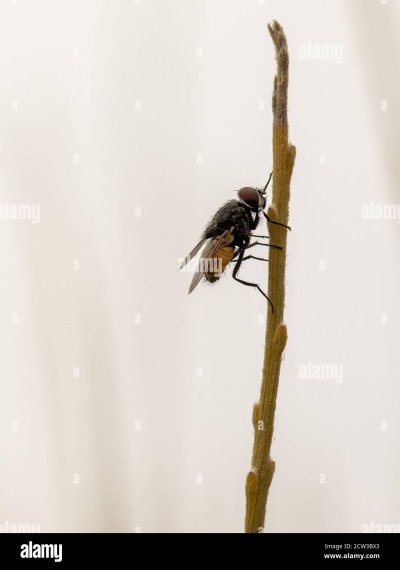 Муха на ветке