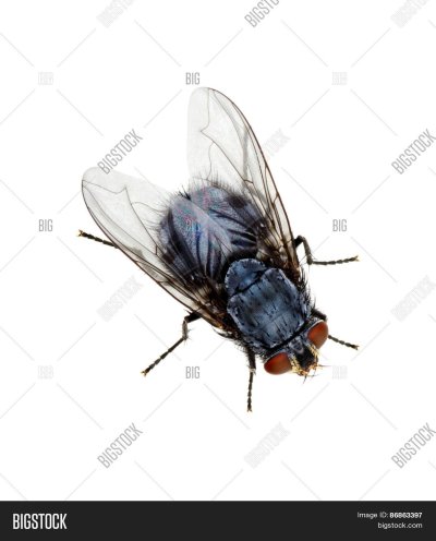 Flies White background