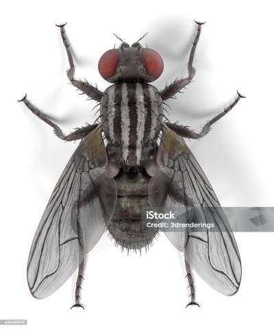 Муха доместика