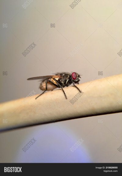 Муха сидит на мухе