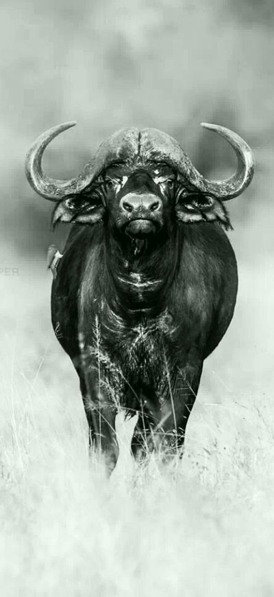 Африканский буйвол