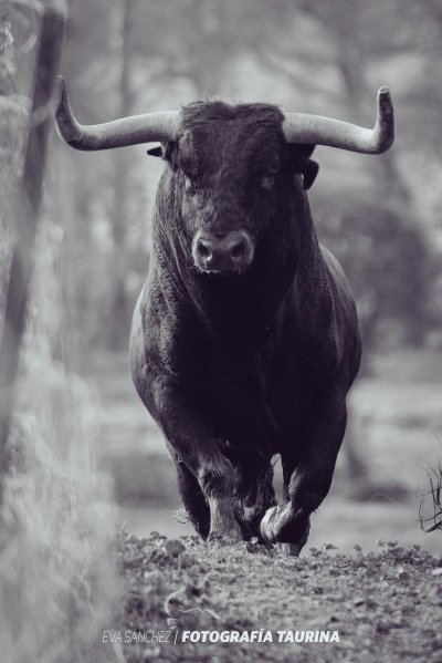 Черный бык иберийский боевой