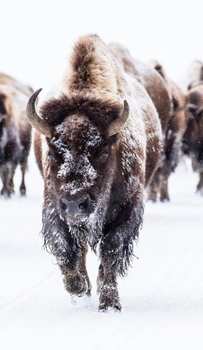 Buffalo Bison
