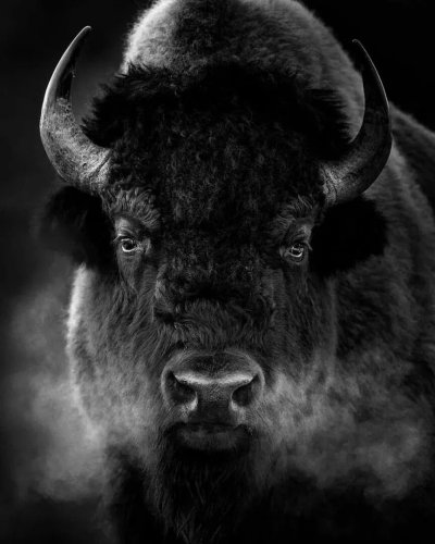 Бизон Буффало