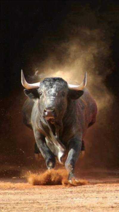 Свирепый бык