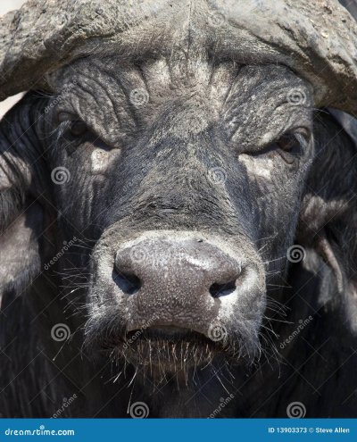 Морда буйвола