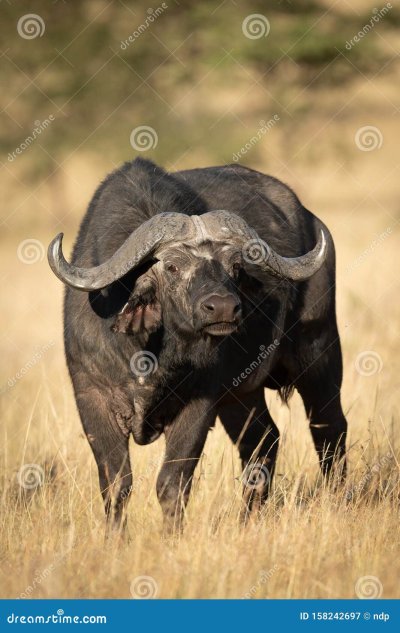 Буйвол в саванне