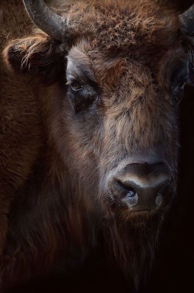 Быки зубры бизоны