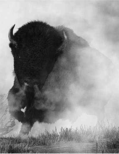 ЗУБР В тумане