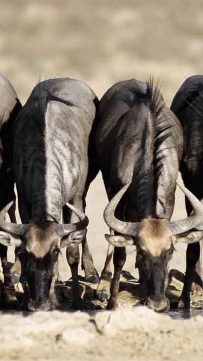 Гнездо в рогах буйвола