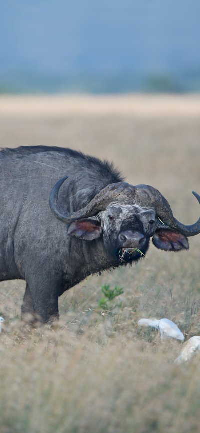 Африканский буйвол на латыни