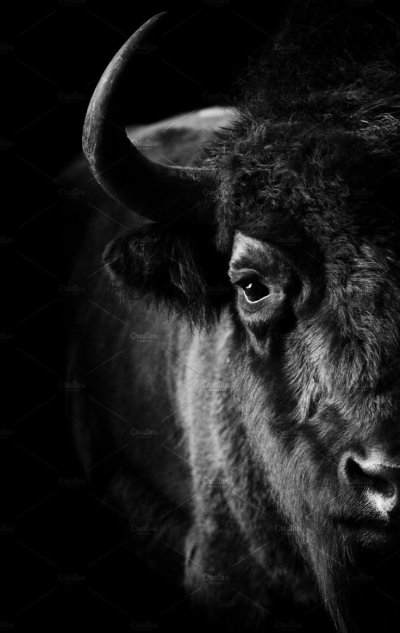 Буйвол фото