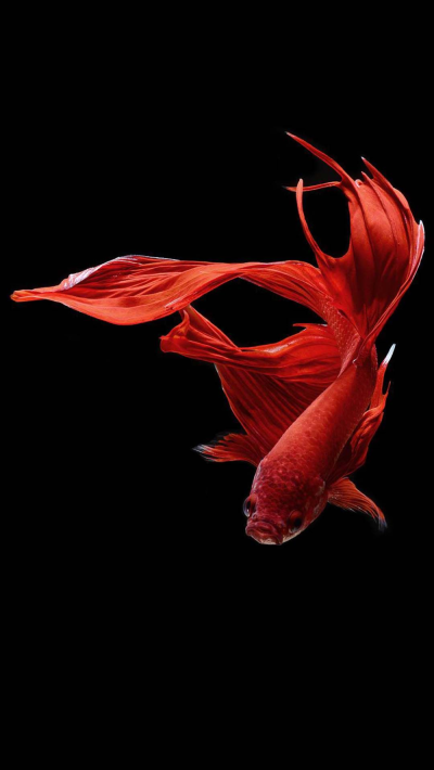 Золотая рыбка