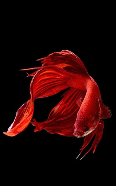 Красные рыбы