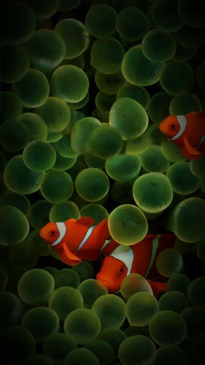 Заставка рыбки