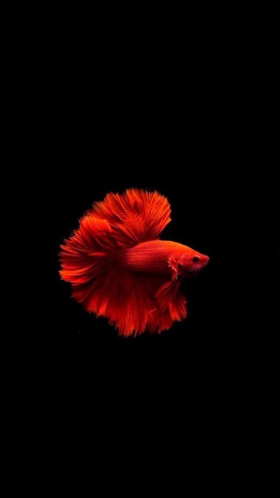 Рыбки на черном фоне