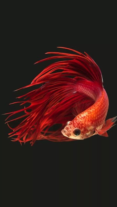 Красивые рыбы