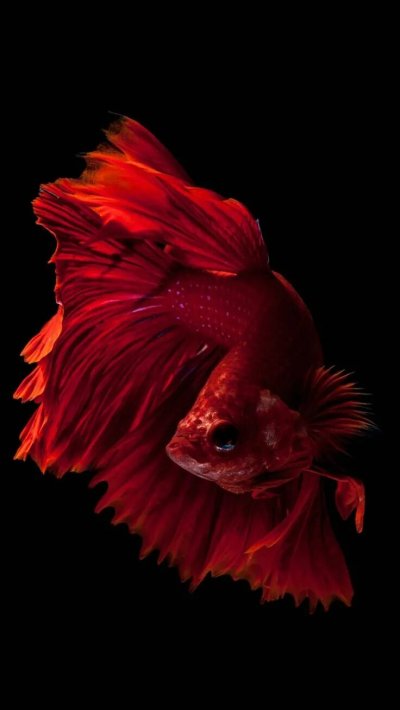 Сиамские бойцовские рыбки