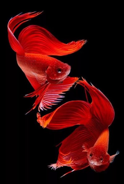 Рыбка петушок Бетта золотой