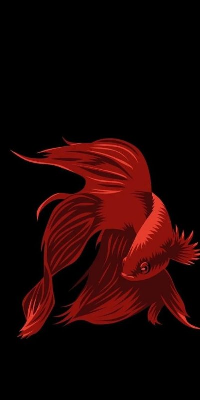 Карп кои вуалехвост