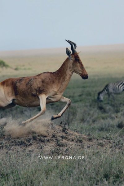 Антилопы Серенгети