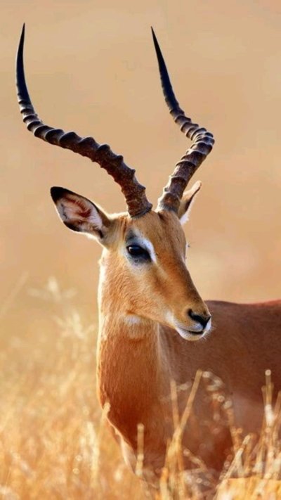 Животные сафари