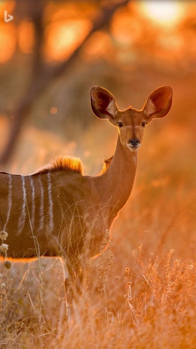 Ботсвана Саванна