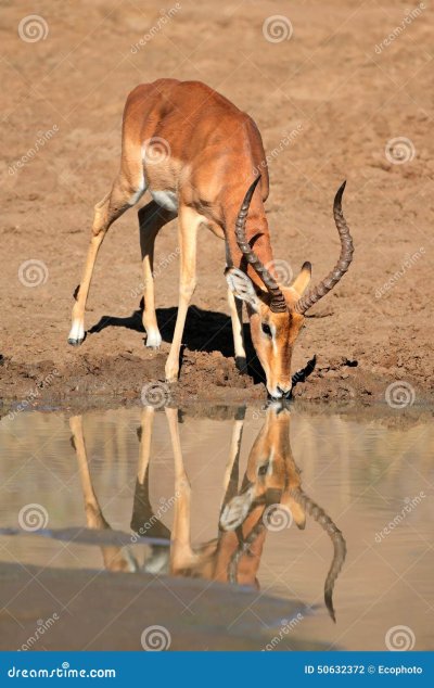 Антилопа Импала