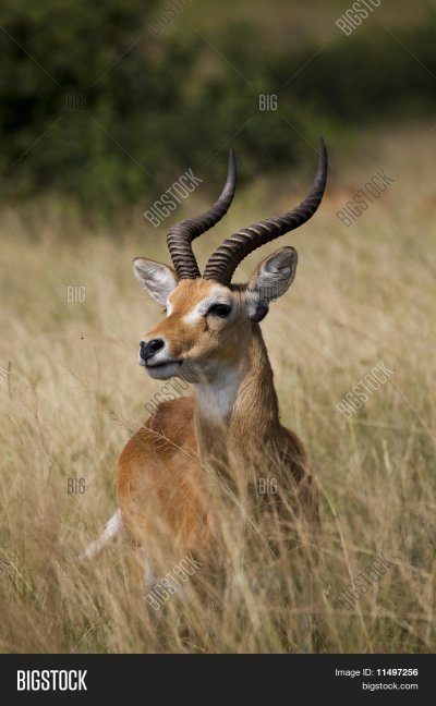 Стенбок антилопа