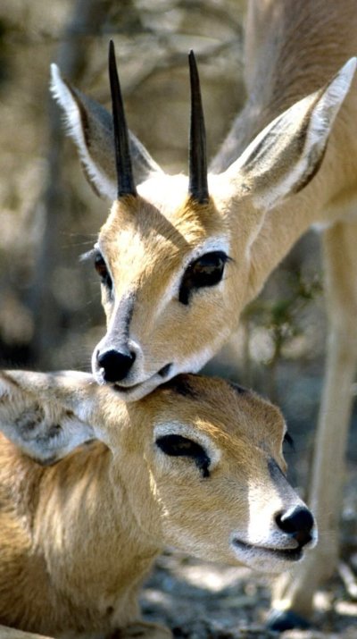 Антилопа Джейран