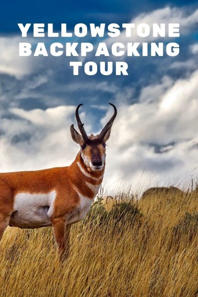 Антилопа вилорог