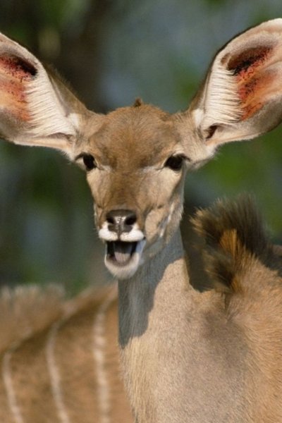 Антилопа без Рогов