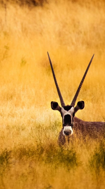 Животные саванны с рогами