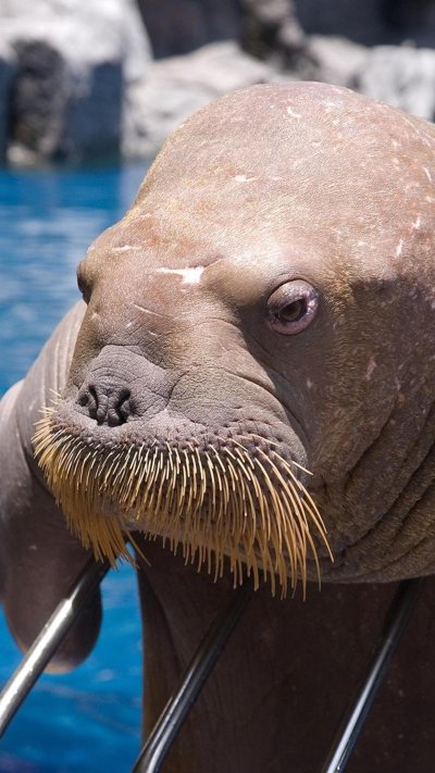 Ластоногие моржи